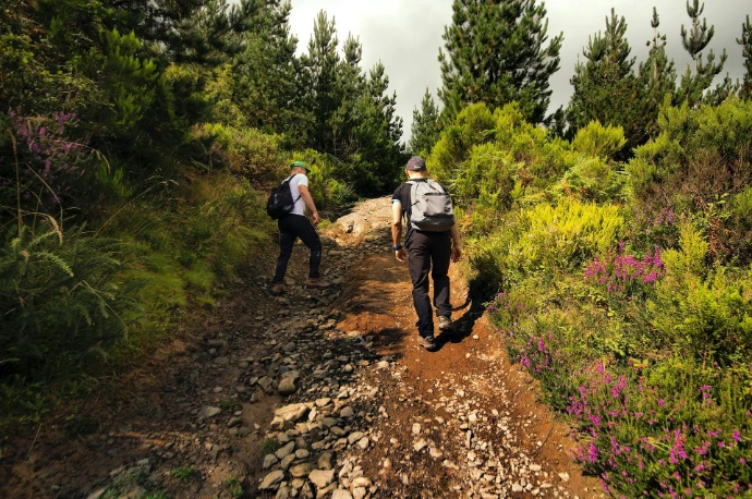 Randonnée en forêt